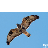 گونه سارگپه پرپا Rough-legged Buzzard